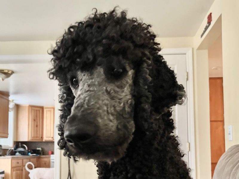 Dierks – Standard Poodle Stud Dog for Breeding in Utah | Vaccinated