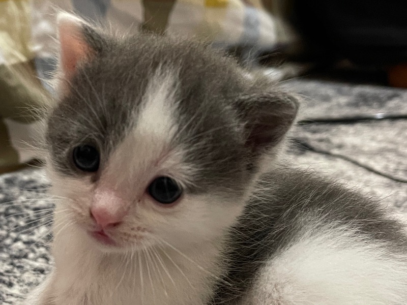 Coco – Persian x American Shorthair Male Cat for Sale in Ontario