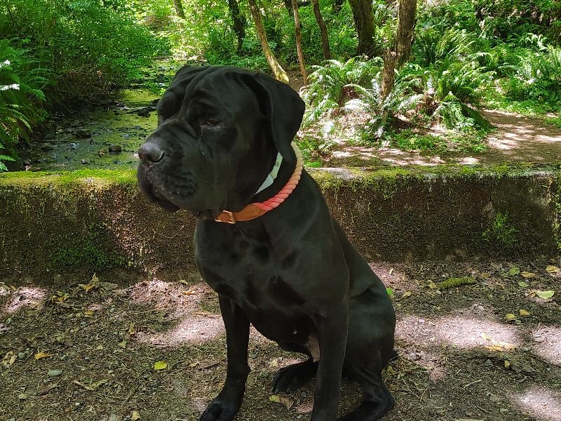 Evangeline – Cane Corso Female Dog for Breeding in Colorado | Vaccinated