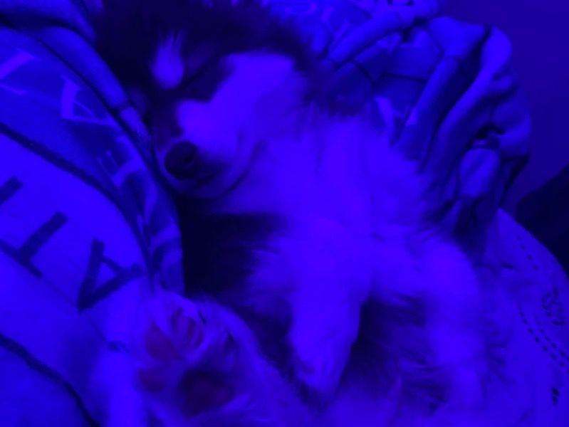 Pluto – Pomsky Male Dog for Adoption in Georgia | Vaccinated