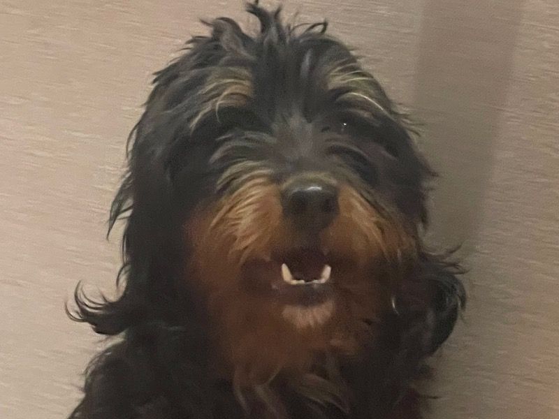 Whiskey – Bernedoodle Male Dog for Adoption in Arkansas | Vaccinated
