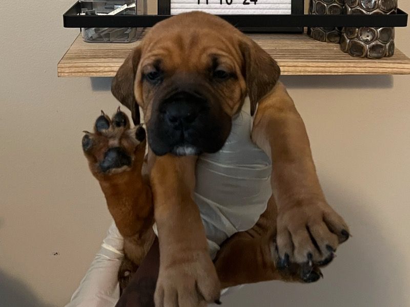 Lauryn – Boerboel Female Dog for Sale in North Carolina | Vaccinated