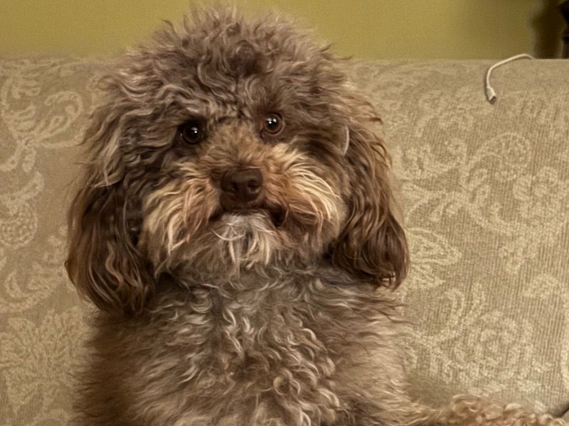 Milo – Poodle Stud Dog for Breeding in Pennsylvania | Vaccinated