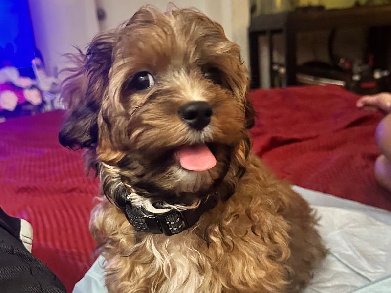 Pooks – Miniature Poodle x Shih Tzu Stud Dog for Breeding in Florida | Vaccinated
