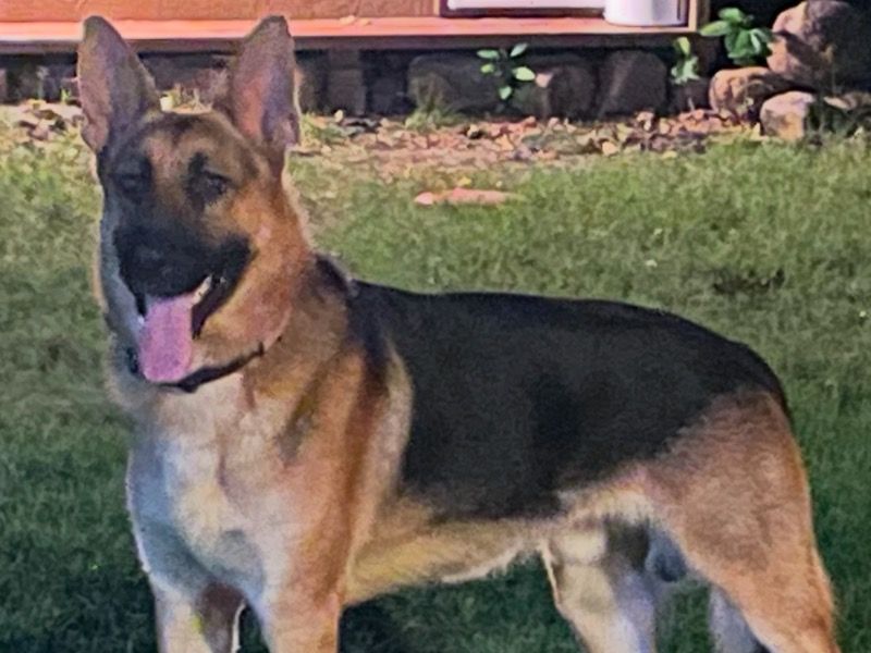 Luke – German Shepherd Stud Dog for Breeding in Texas | Vaccinated