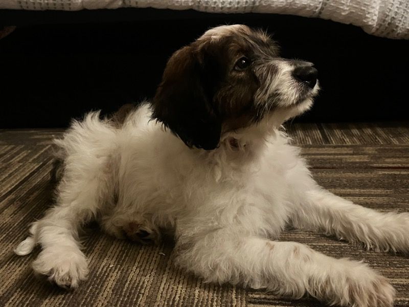 Bear – Mini Aussiedoodle Male Dog for Sale in Pennsylvania | Vaccinated