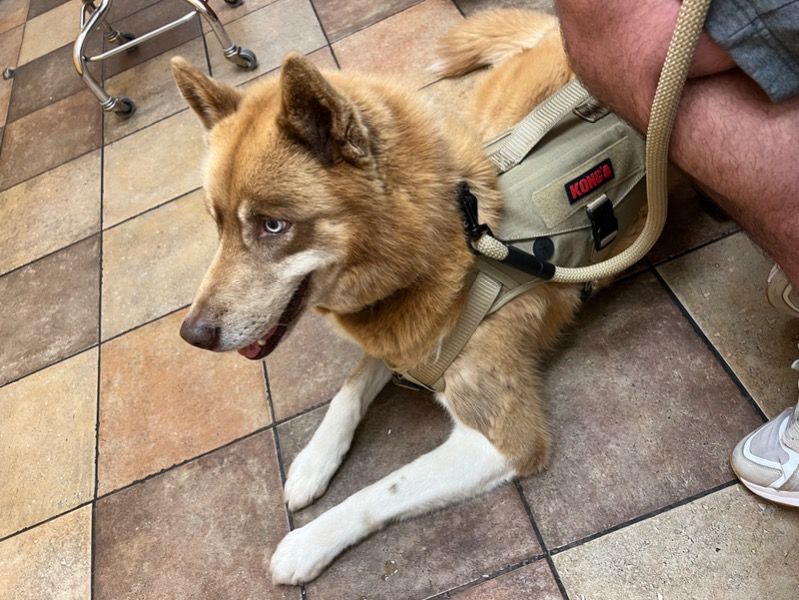Zeus Ortiz – Siberian Husky Stud Dog for Breeding in North Carolina | Vaccinated
