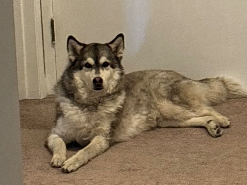 Appa – Siberian Husky Male Dog for Adoption in Alberta | Vaccinated