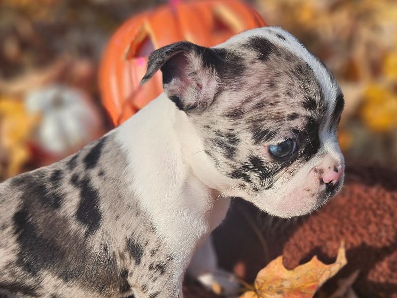 Oakly – Frenchton Female Dog for Sale in New York | Vaccinated