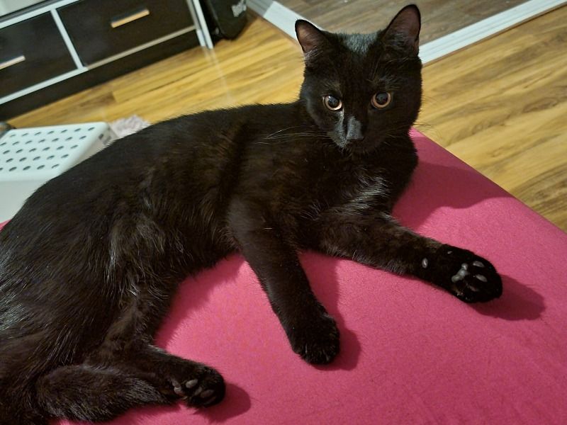 Coco – Bombay Female Cat for Breeding in England | Vaccinated