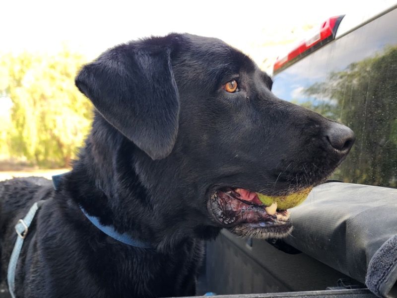 Bane – Labrador Retriever Stud Dog for Breeding in California | Vaccinated