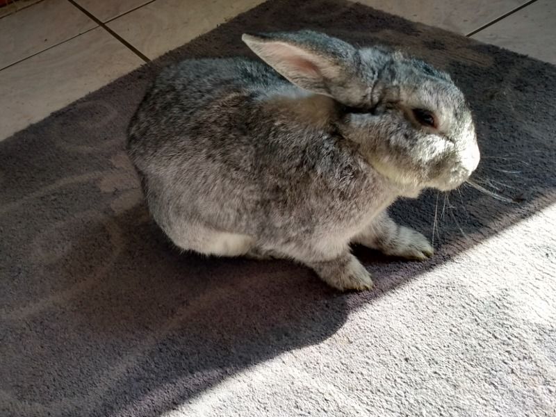 Kozmo – Standard Chinchilla Male Rabbit for Adoption in Texas | Vaccinated