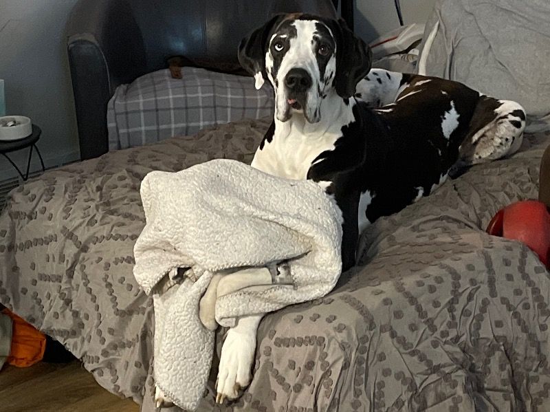 Zues – Great Dane Stud Dog for Breeding in Wisconsin | Vaccinated