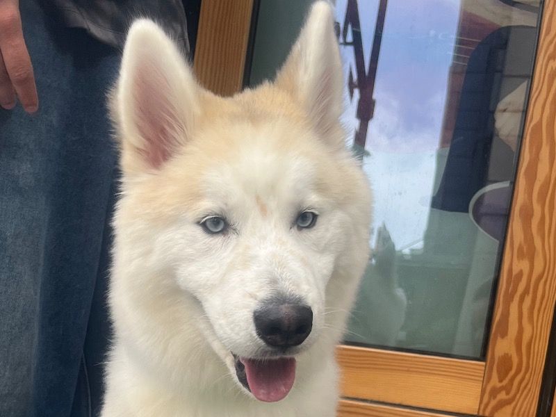 Nube – Siberian Husky x Alaskan Malamute Stud Dog for Breeding in Washington | Vaccinated, DNA Tested