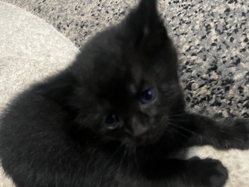 Kitty – American Shorthair x American Longhair Female Cat for Sale in Arizona