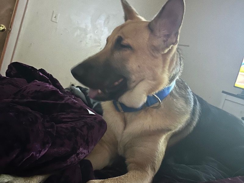 Phen – German Shepherd Male Dog for Sale in Connecticut | Vaccinated