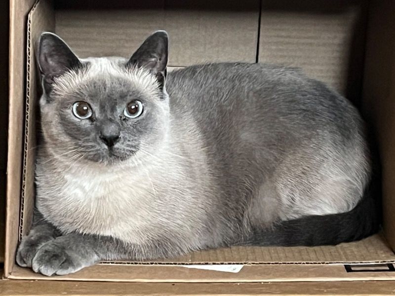 Royalty – Siamese Female Cat for Adoption in Indiana