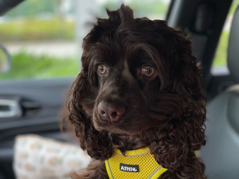 Maple – American Cocker Spaniel Female Dog for Breeding in Connecticut | Vaccinated