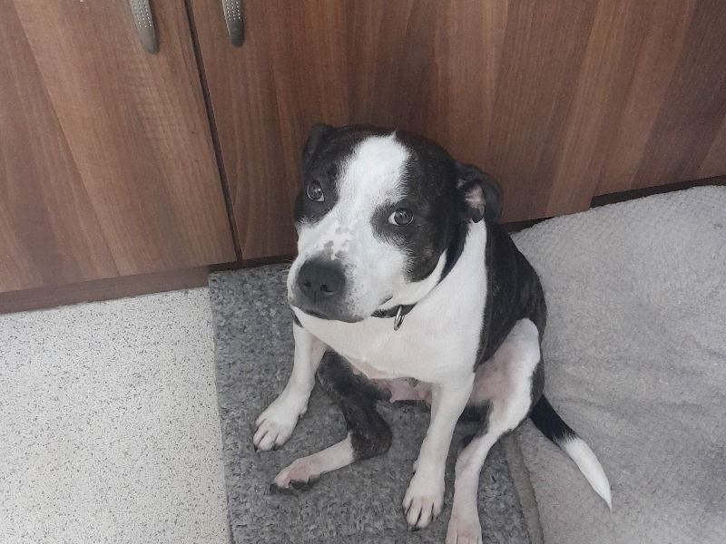 Luna – Staffordshire Bull Terrier Female Dog for Sale in England | Vaccinated