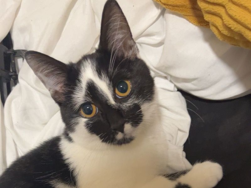 Patches – Tuxedo Cat Male Cat for Sale in England