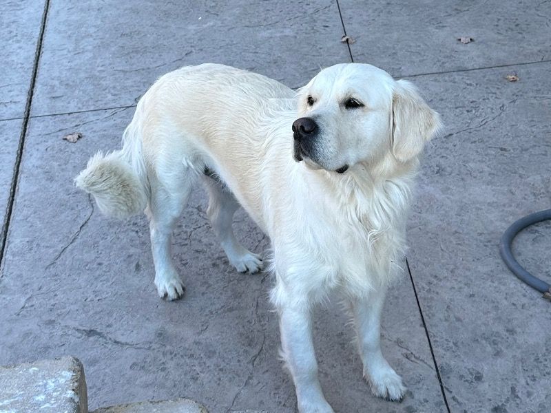 Remi – English Cream Retriever Female Dog for Breeding in Ohio | Vaccinated