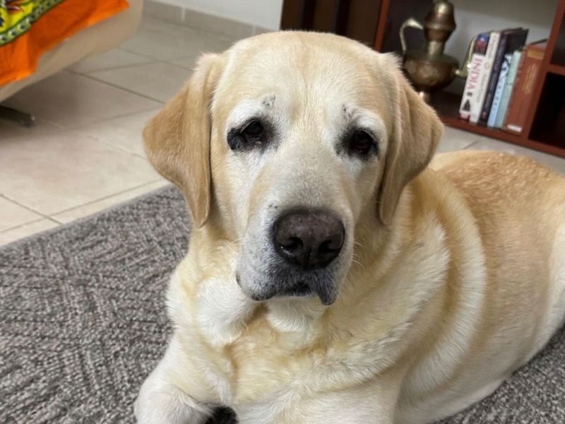 Rio – Labrador Retriever Stud Dog for Breeding in Dubai | Vaccinated