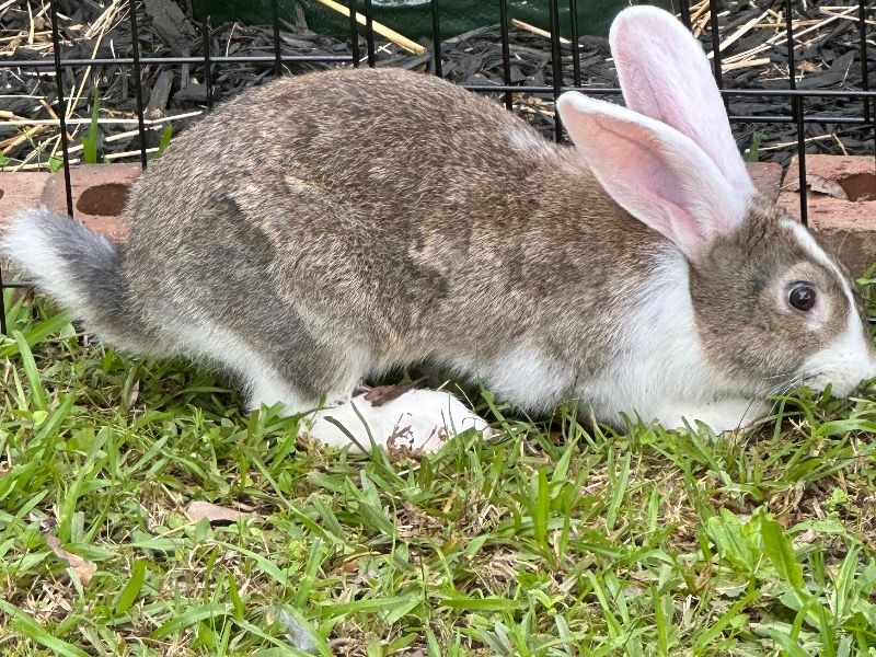 Fiona – Flemish Giant Female Rabbit for Sale in Georgia