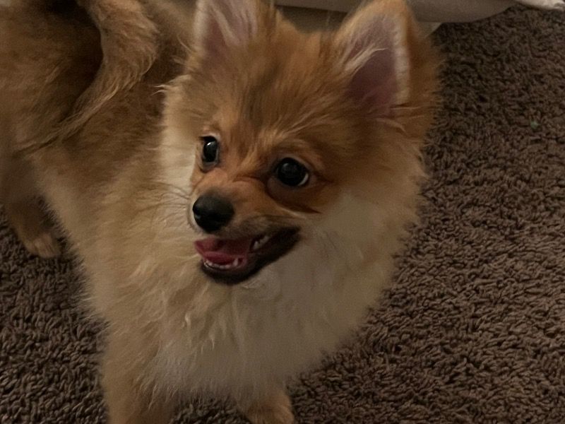 Teddy – Pomeranian Male Dog for Adoption in California | Vaccinated