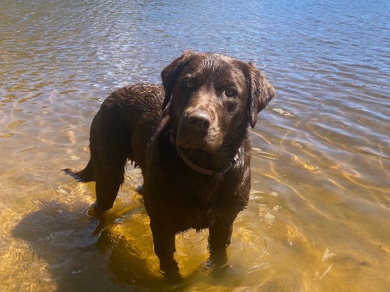 Annie – Labrador Retriever Female Dog for Breeding in Utah | Vaccinated