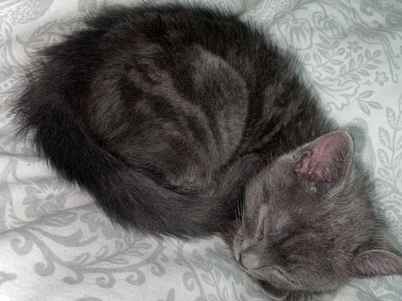 Ghazi – Russian Blue Male Cat for Sale in England