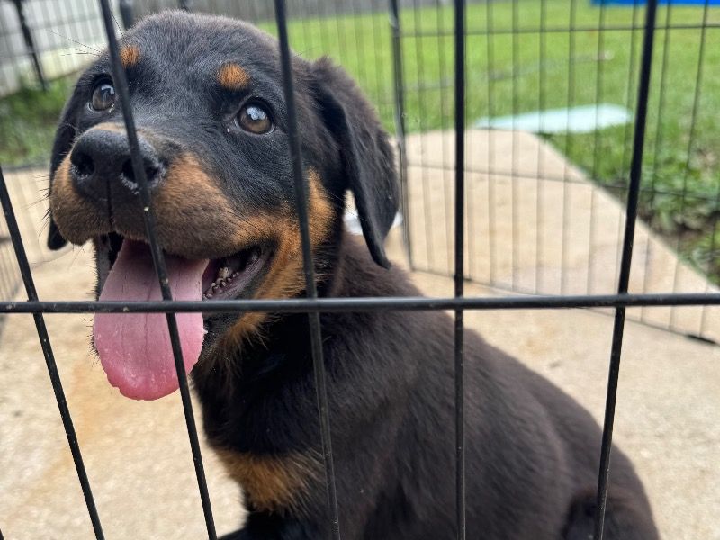 Koko – Rottweiler Female Dog for Sale in Georgia