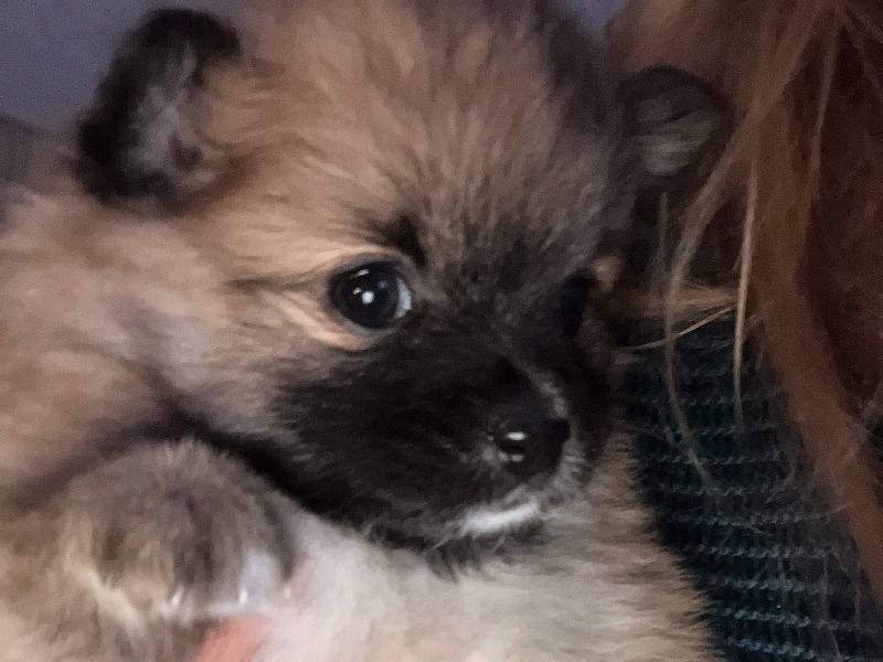 Puppy – Pomeranian Female Dog for Adoption in California | Vaccinated