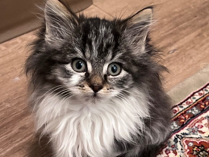 Lily – Maine Coon Female Cat for Sale in Alberta