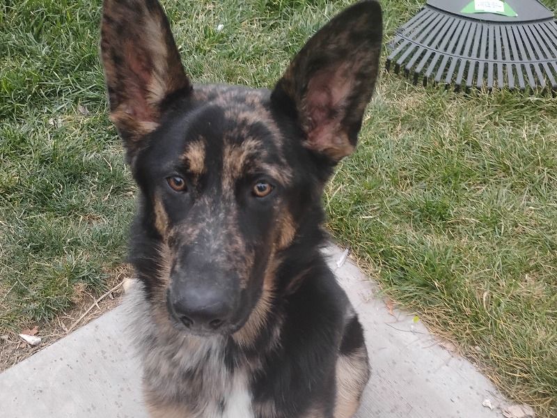 Tilly – German Shepherd x English Labrador Retriever Female Dog for Sale in Utah