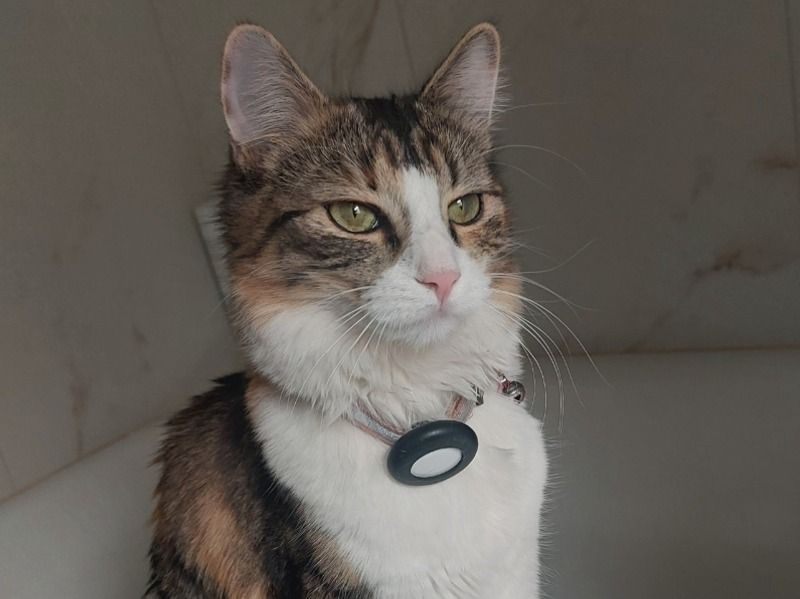 Poki – Calico x Domestic Medium Hair Female Cat for Breeding in Arizona | Vaccinated