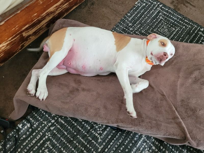 Luna – Rednose Pitbull Terrier Female Dog for Socialization in California | Vaccinated