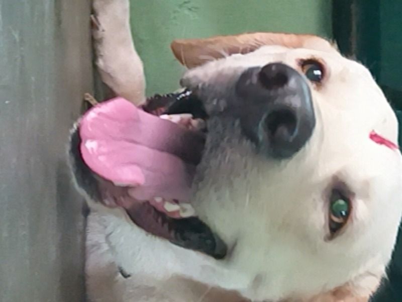Charli – White Labrador Retriever Stud Dog for Breeding in Tamil Nadu | Vaccinated