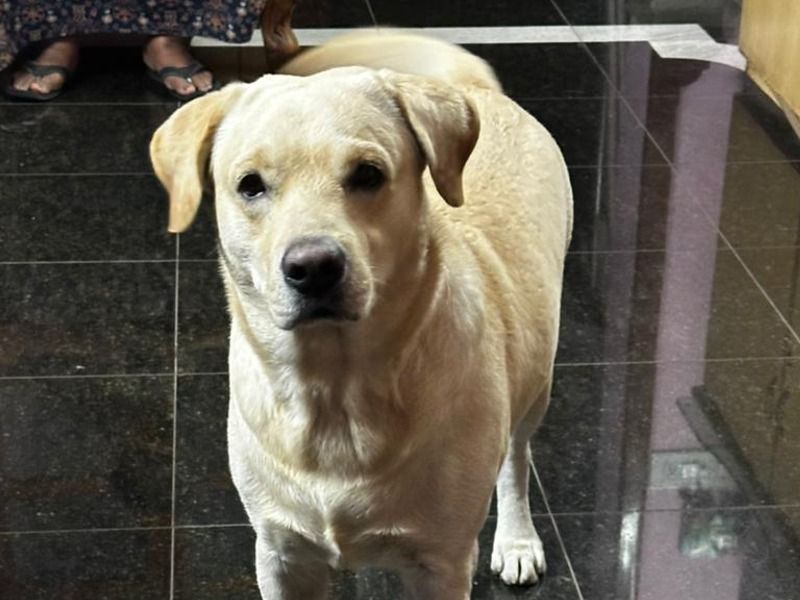 Danny – Labrador Retriever Stud Dog for Breeding in Tamil Nadu | Vaccinated