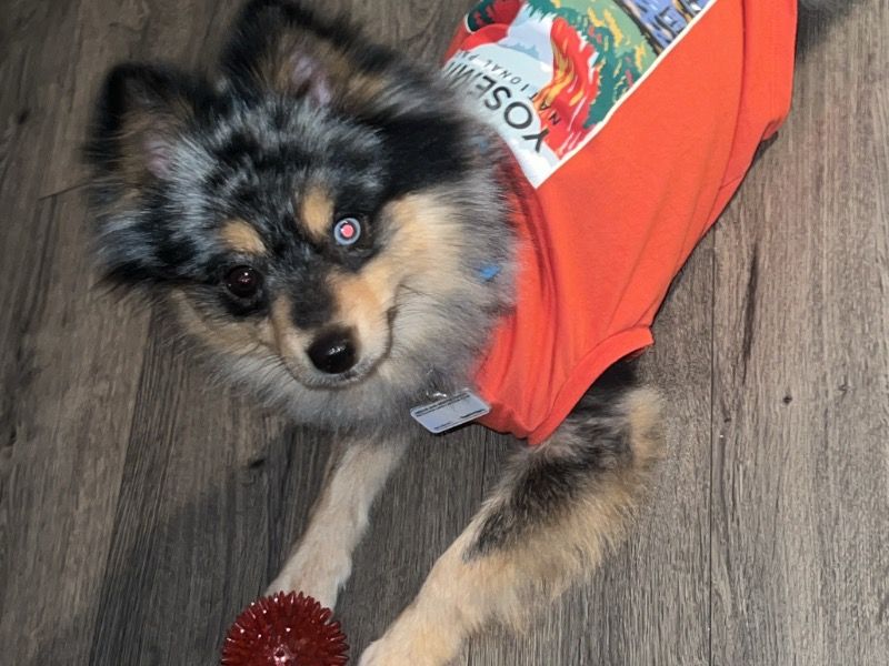 Blue – Pomsky Stud Dog for Breeding in New York | Vaccinated