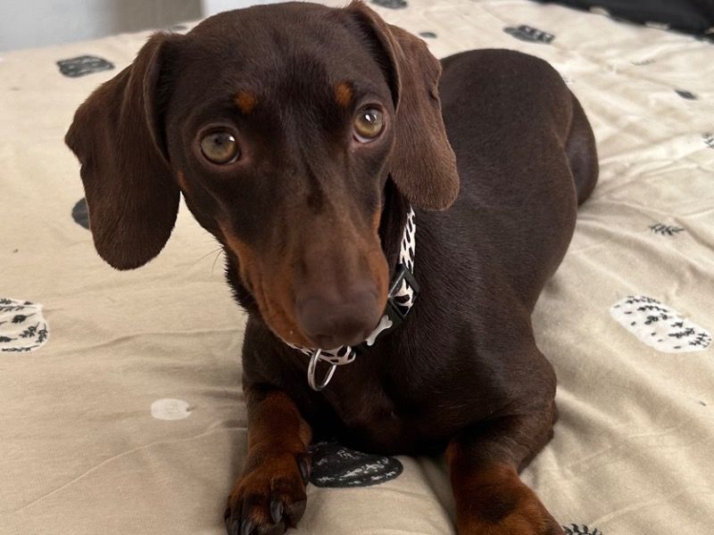 Dolly – Miniature Dachshund Female Dog for Breeding in Wales | Vaccinated
