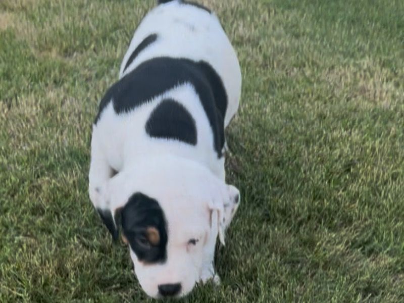Rico – American PitBull Terrier x Rottweiler Male Dog for Sale in Georgia