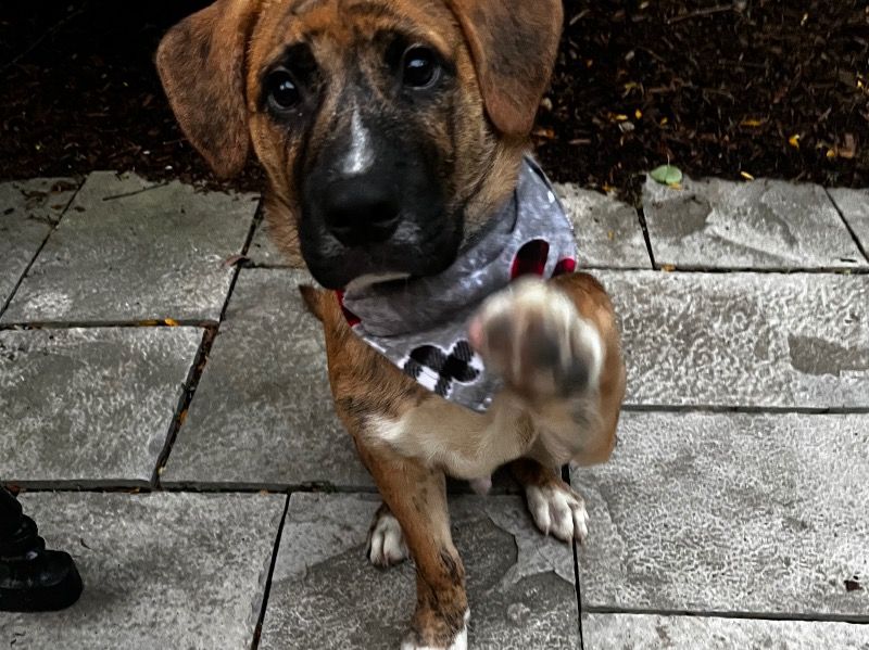 Teddy – Black Mouth Cur x Rhodesian Ridgeback Male Dog for Sale in Ontario