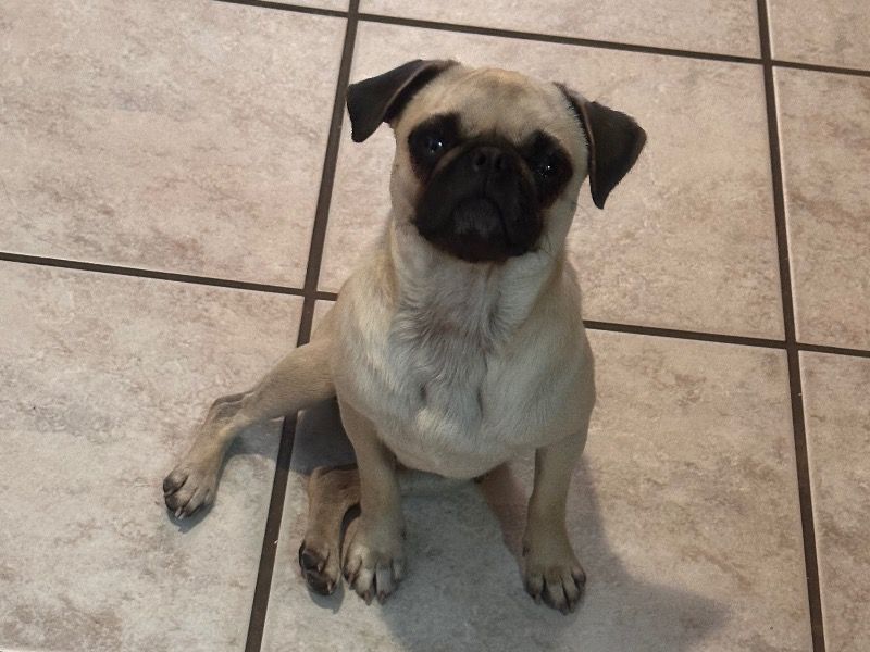 Francis – Pug Female Dog for Sale in Texas