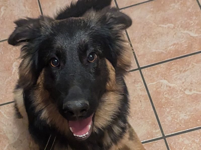 Kaze – German Shepherd Male Dog for Adoption in Alabama | Vaccinated