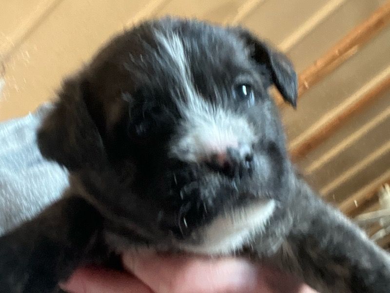 Wheat – French Bulldog x Soft Coated Wheaten Terrier Female Dog for Sale in Illinois