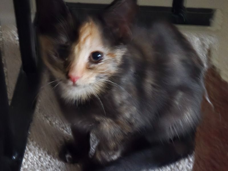 Sasha – American Shorthair Female Cat for Adoption in Virginia | Vaccinated