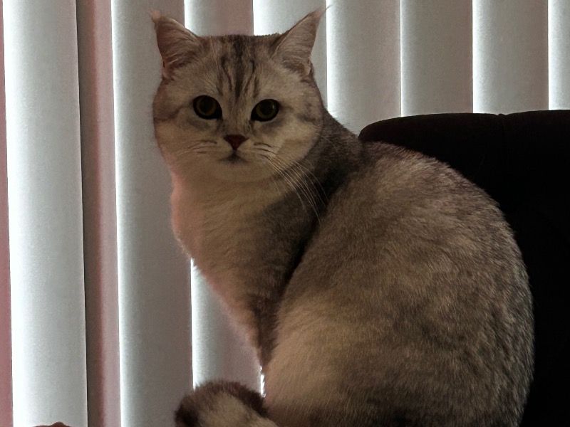 Tobi – Scottish Straight Stud Cat for Breeding in Illinois | Vaccinated