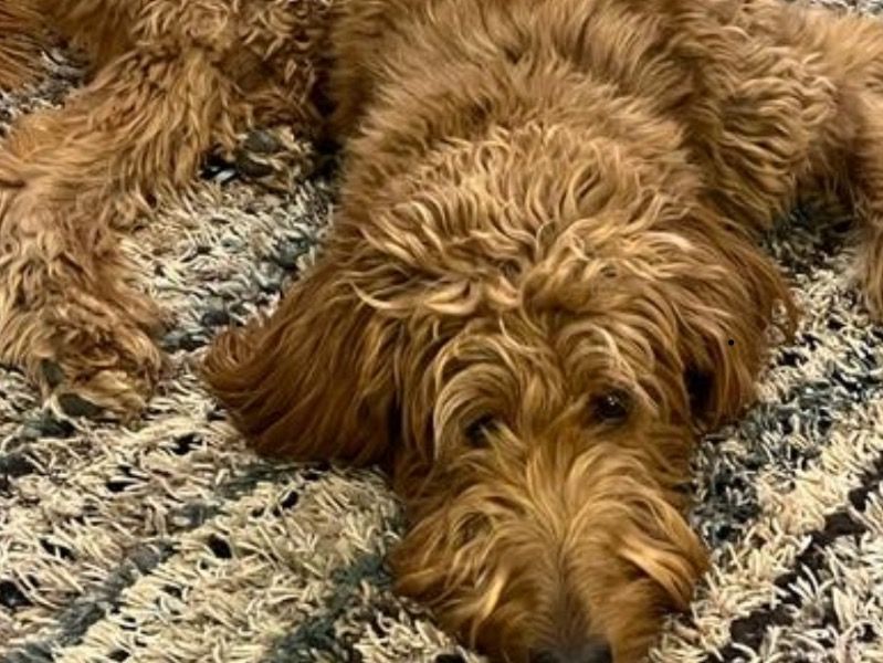 Jaguar – Poodle x Golden Retriever Male Dog for Sale in North Carolina | Vaccinated
