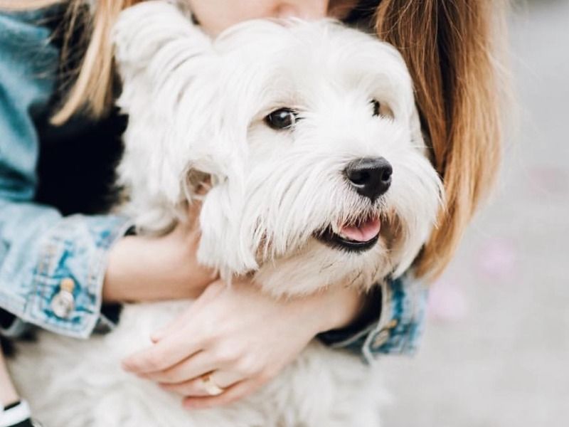 Kleo – West Highland White Terrier Stud Dog for Breeding in Калифорния | Vaccinated