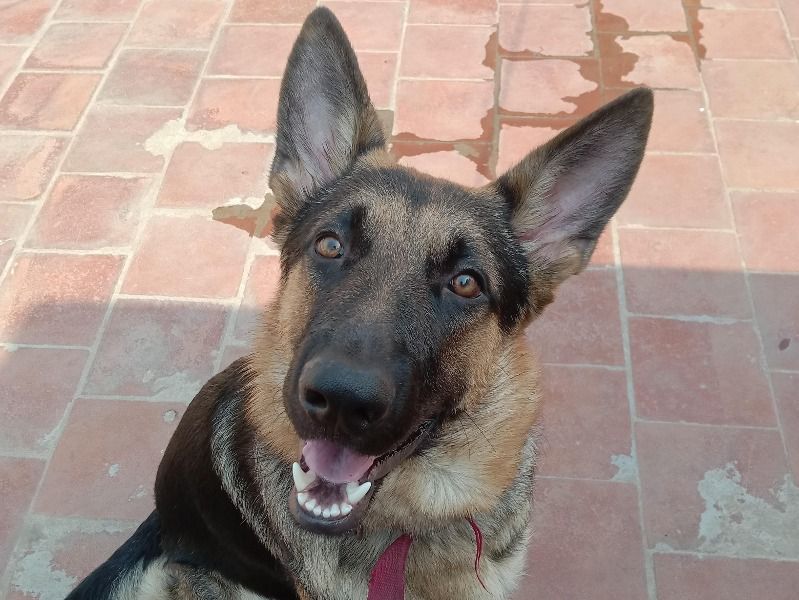 Leo – German Shepherd Stud Dog for Breeding in Tamil Nadu | Vaccinated
